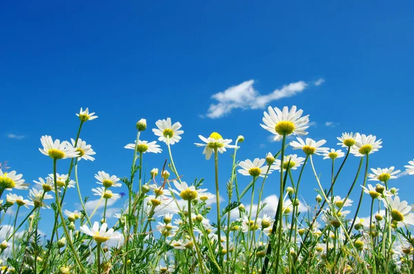 Weiße Gänseblümchen Auf Blauem Himmel Hintergrund — Stockfoto