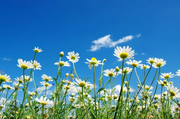 Margherite Bianche Sfondo Cielo Blu — Foto Stock