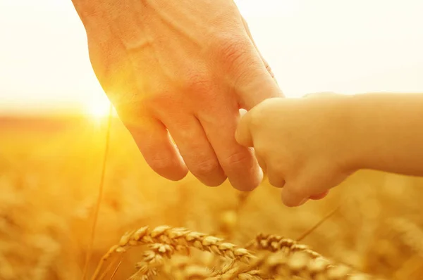 Mors Och Dotters Händer Solen Håller Varandra Vetefält — Stockfoto