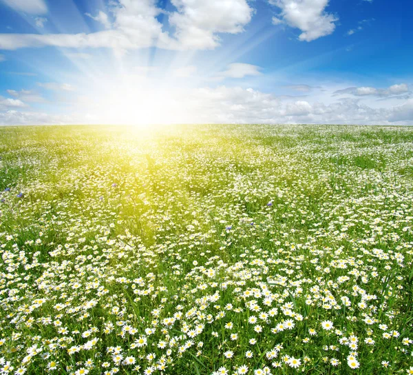 Campo Margherite Cielo Azzurro Sole — Foto Stock