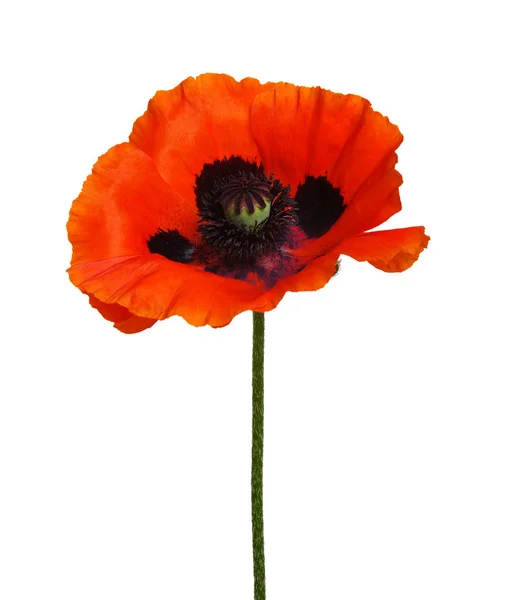 Een Rode Papaver Geïsoleerd Witte Achtergrond — Stockfoto