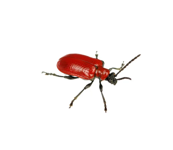 白色背景上的红色甲虫 — 图库照片