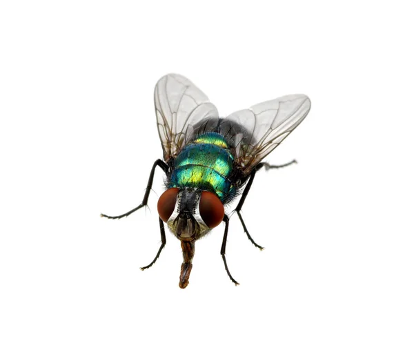 Green Fly Isolated White — Stock Photo, Image