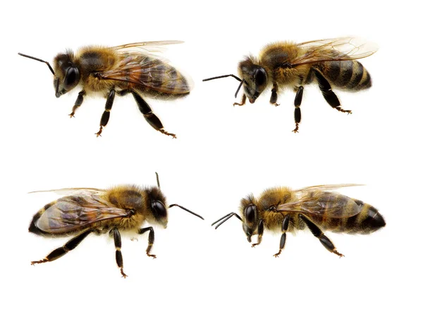 Zbiór Pszczoła Białym Tle Zielone Świątki — Zdjęcie stockowe