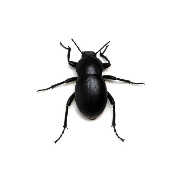 Siyah Böcek Beyaz Üzerine Izole Edilmiş — Stok fotoğraf