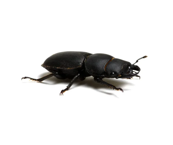 Escarabajo Negro Aislado Blanco — Foto de Stock