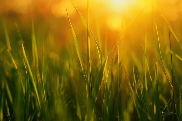 Sfondo Verde Erba Con Raggio Sole Luminoso Bokeh Naturale Concentrati — Foto Stock