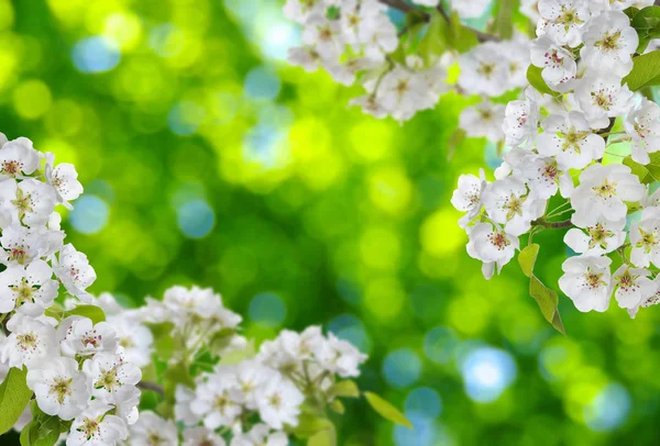 Цветет Размытом Природном Фоне Весенний Фон Зеленым Боке — стоковое фото