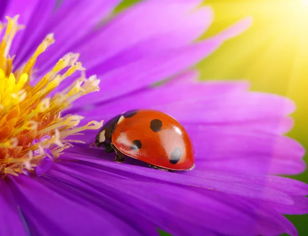 てんとう虫と太陽の花 — ストック写真