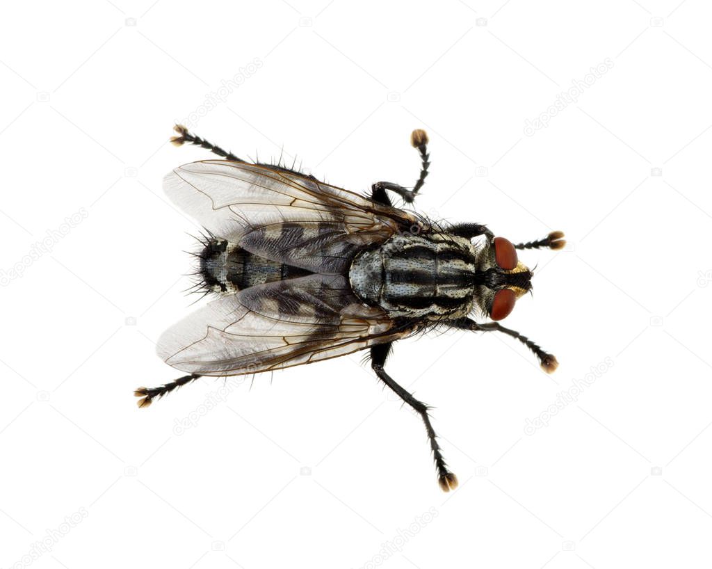 fly isolated on a white