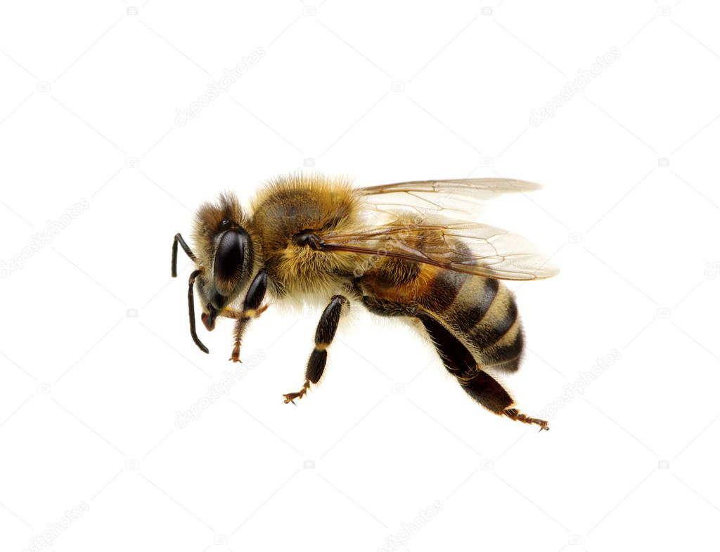 Bee isolated on the white