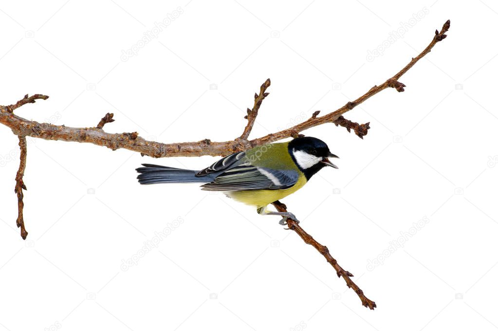 great tit on a branch isolated on white