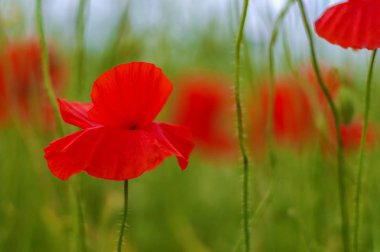 alan üzerinde vahşi haşhaş çiçek 