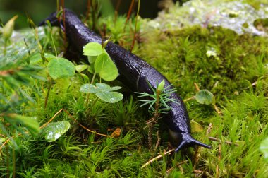 Slug yeşil ormanın içinde