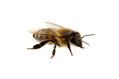 Arı beyazı izole etti.