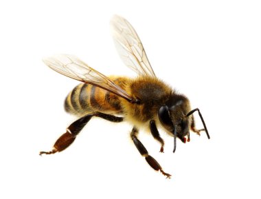 Arı beyazı izole etti.