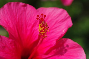  yeşil arkaplanda çiçek