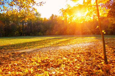  Sonbahar manzarası, güneş ışınlarında ağaçlar... 