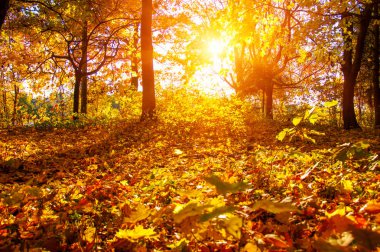  Sonbahar manzarası, güneş ışınlarında ağaçlar... 