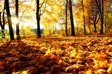  Parkta güneşte sonbahar ağaçları