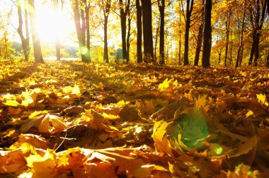  Parkta güneşte sonbahar ağaçları