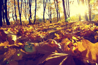  Parkta güneşte sonbahar ağaçları