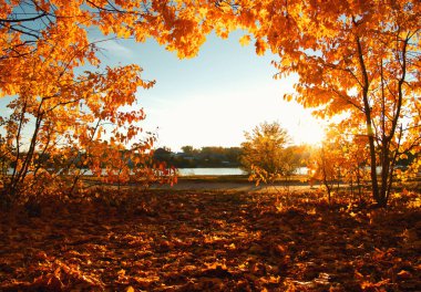  Parkta güneşte sonbahar ağaçları
