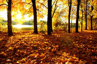  Parkta güneşte sonbahar ağaçları