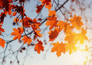  Sonbahar yaprakları üzerinde sky. Tonda efekti