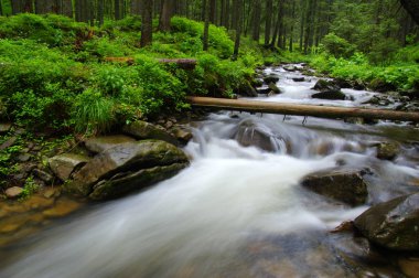 Dağ nehri yeşil ormandan akıyor. Ormanda akarsu.
