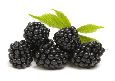 Beyaz arkaplanda yapraklı böğürtlen.