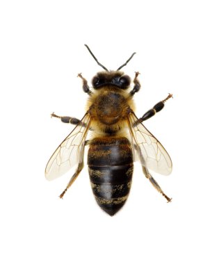 Arı beyazı izole etti.