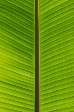 Yeşil yaprak dokusunu kapat