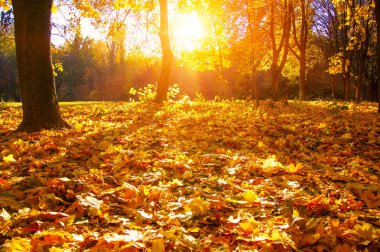  Sonbahar manzarası, güneş ışınlarında ağaçlar... 
