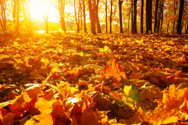 tarih Pzr sonbahar ormandaki düşen yapraklar