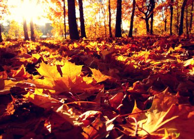  Parkta güneşte sonbahar ağaçları