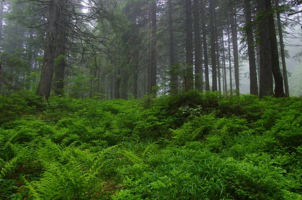 Árvores Floresta Nevoeiro — Fotografia de Stock