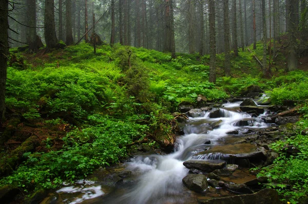 Creek Woods Trees Fog — Stock Photo, Image