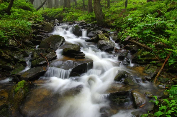 Creek in the woods and trees in the fog