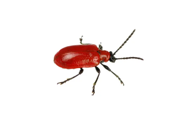 Roter Käfer Auf Weißem Hintergrund — Stockfoto