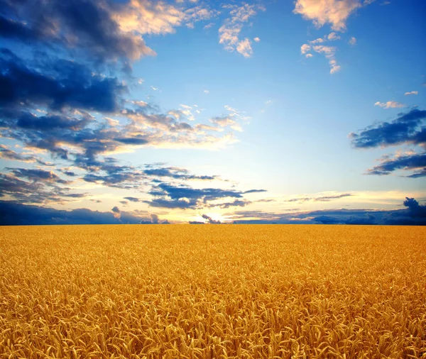 Campo Grano Sole — Foto Stock