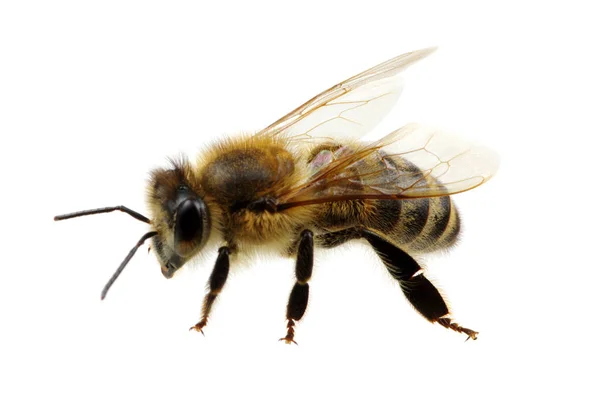 Пчела Изолирована Белом — стоковое фото