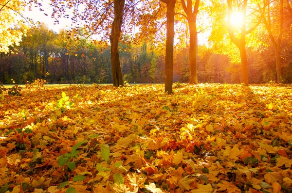 Paisagem Outono Com Árvores Raios Sol — Fotografia de Stock