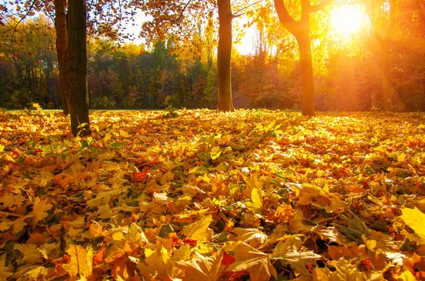 秋天的风景 树上有阳光 — 图库照片