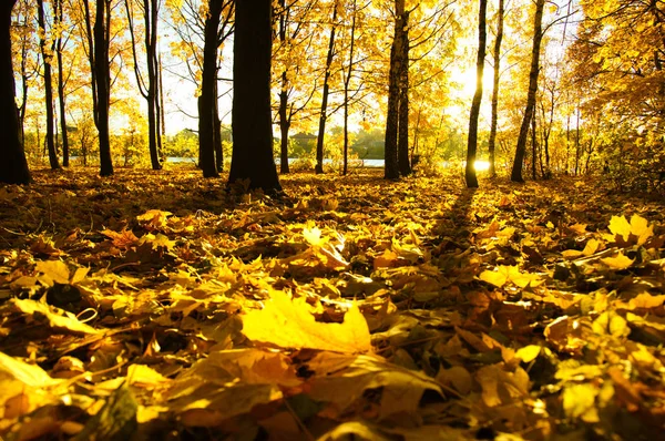 Autumn Trees Sun Park — Stock Photo, Image