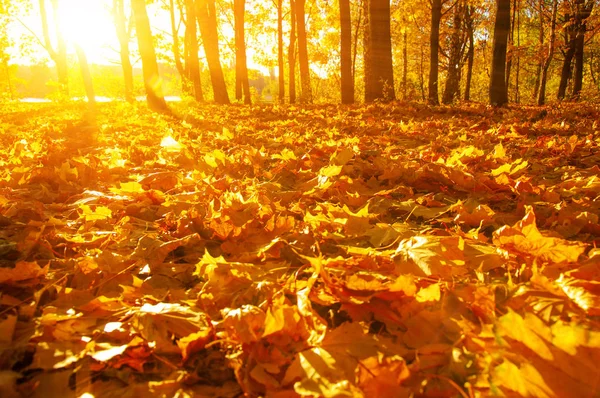 秋の森の日落ち葉 — ストック写真