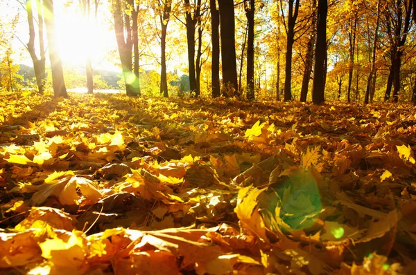 Herbstbäume Der Sonne Park — Stockfoto