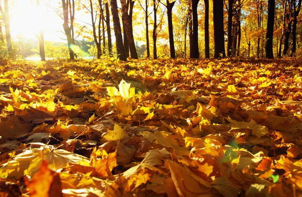 Herbstbäume Der Sonne Park — Stockfoto