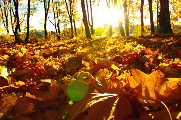 秋天的树在公园里的阳光下 — 图库照片