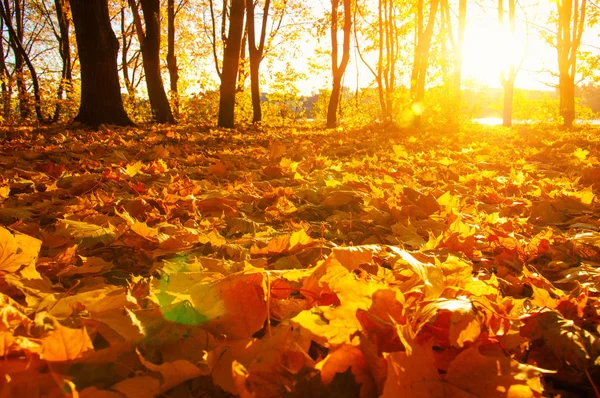 Fallendes Laub Herbstwald Auf Sonne — Stockfoto